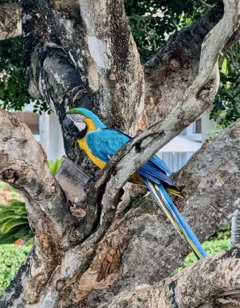 Exotic birds at the hotel