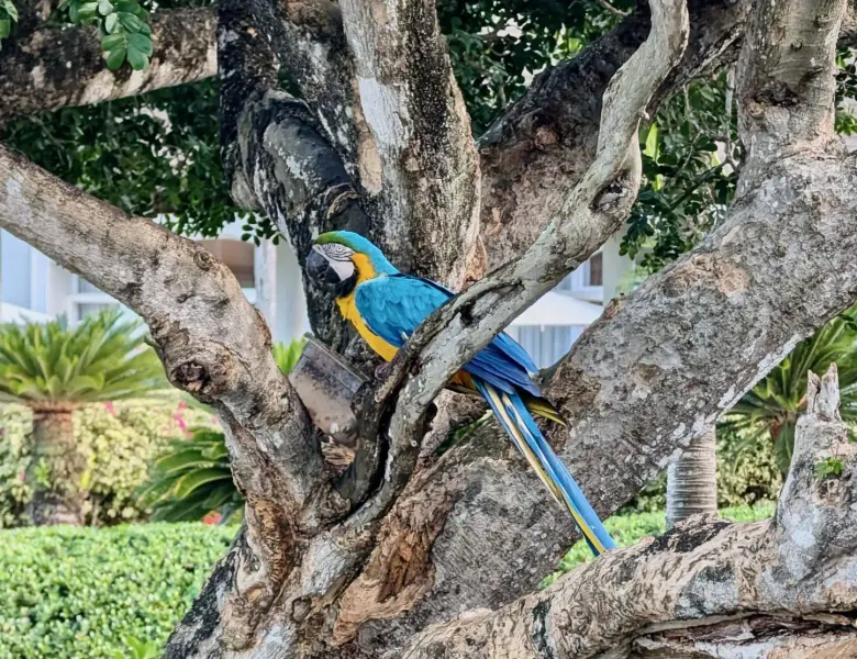 Exotic birds at the hotel