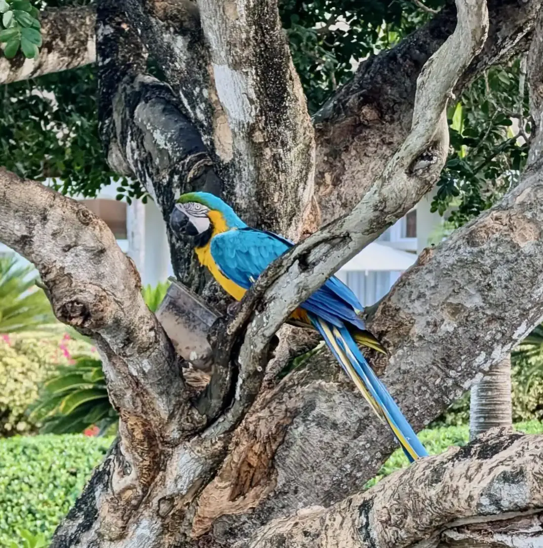 Exotic birds at the hotel